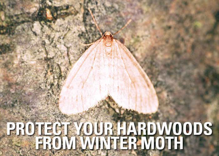 Protect From Winter Moth