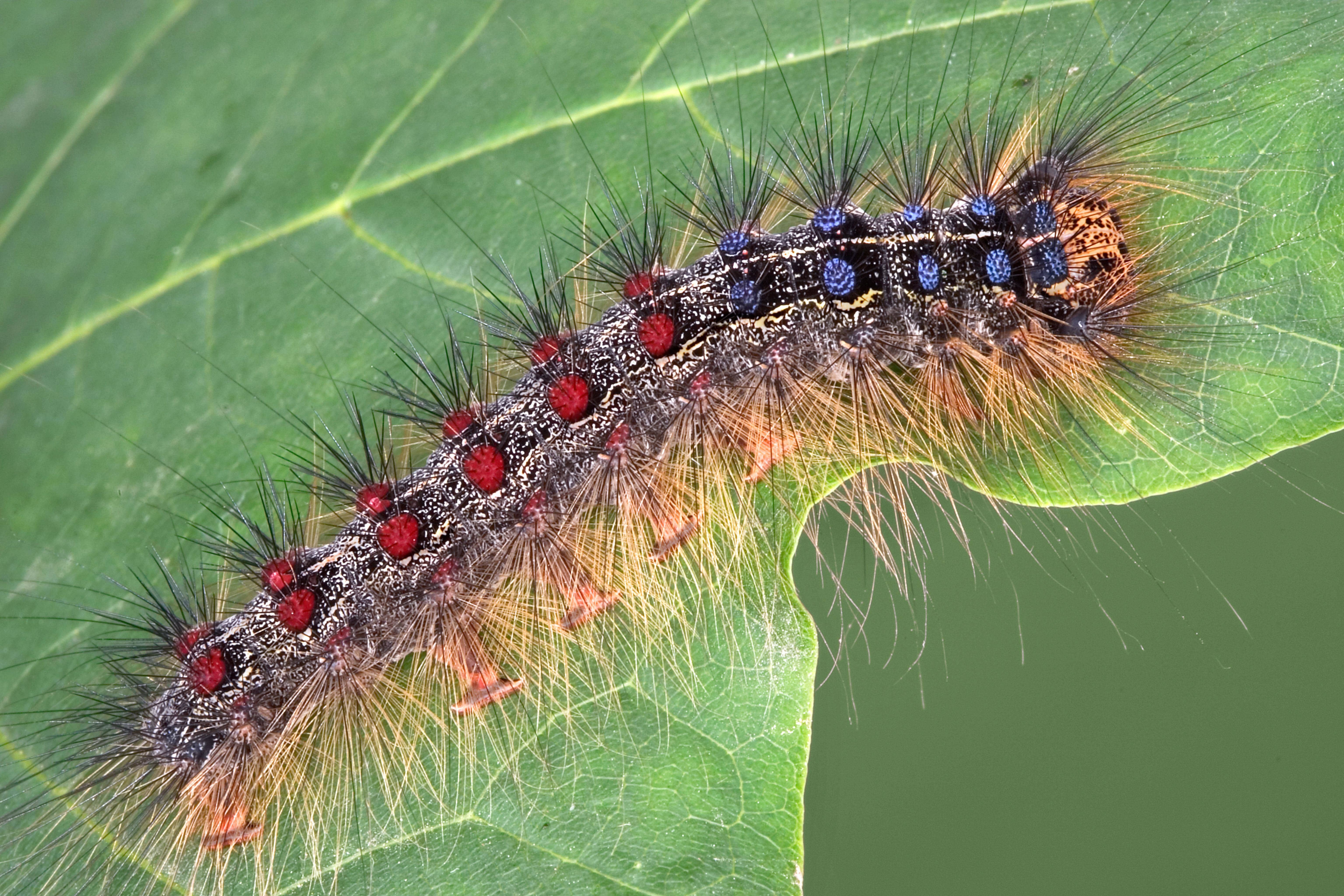 GypsyMoth_Arborjet