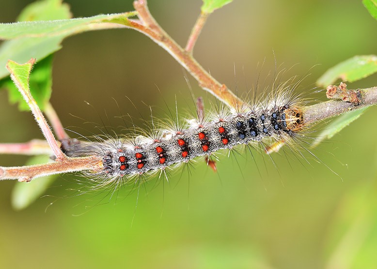 Gypsy Moth