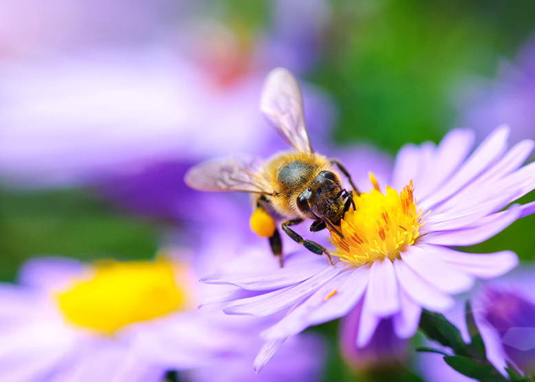 Pollinators