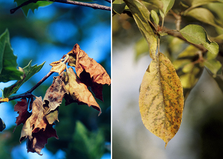 Sycamore Anthracnose Apple Scab